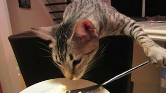 Кошка ест вилкой - смотреть видео (0:35)