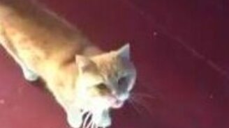 Забавное кошачье мяуканье - смотреть видео (0:51)