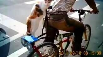 Разные смешные кошки - смотреть видео (12:28)