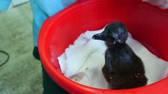 Пингвинёнок кушает - смотреть видео (2:19)