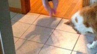 Пёс играет с тенью ребёнка - смотреть видео (0:59)