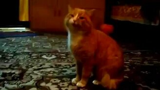 Будь здоров, кошак! - смотреть видео (0:30)