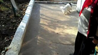 Пёс-игрун и пластиковый стаканчик - смотреть видео (0:22)