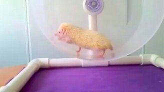 Ёжик-альбинос - смотреть видео (0:33)