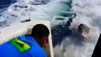 Морской лев приплыл в гости на катер - смотреть видео (1:05)