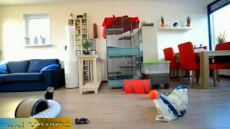 Хорьки играются с машинкой - смотреть видео (1:44)