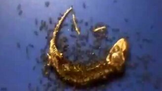 Муравьи - санитары природы - смотреть видео (1:43)