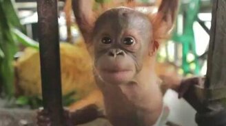 Ясли для малышей орангутанов - смотреть видео (4:27)