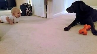 Малыш знакомится с собакой - смотреть видео (1:06)