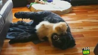 Забавные и миленькие зверушки - смотреть видео (7:02)