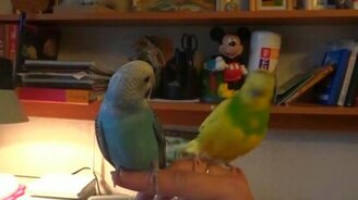 Ты чё трёшься!? - смотреть видео (1:06)