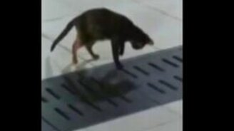 Кот ловко поймал мышь - смотреть видео (0:54)