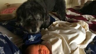 Пёс укутывает сонного малыша - смотреть видео (1:06)