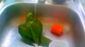 Зелёный попугай принимает душ - смотреть видео (1:37)