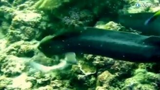 Акула против мурены - смотреть видео (1:38)