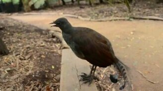 Птица издаёт звуки лазерной пушки - смотреть видео (1:34)