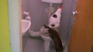 Котяра-чистоплюй - смотреть видео (3:52)