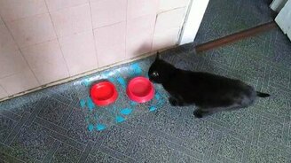 Миски-то у меня пустые! - смотреть видео (0:36)