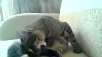 Кот ненавидит сам себя - смотреть видео (0:19)