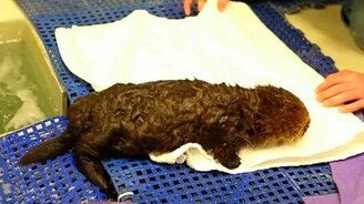 Умилительный выдрёнок - смотреть видео (4:02)