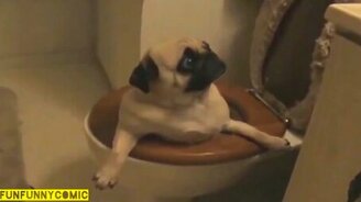 Короткие смешилки с животными - смотреть видео (8:11)