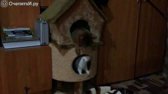 Домашний теремок для зверушек - смотреть видео (0:58)