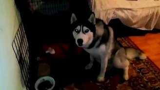 Дрессирует свою лайку - смотреть видео (0:15)