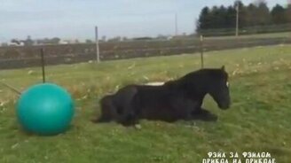 Лошадь играет с мячом - смотреть видео (0:55)