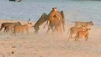 Слонёнок против львиного прайда - смотреть видео (2:49)