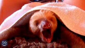 Зеваем вместе со зверушками - смотреть видео (2:27)