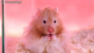 Хомячки в замедленной съёмке - смотреть видео (1:08)