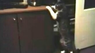 Кошмар из жизни кота - смотреть видео (1:26)