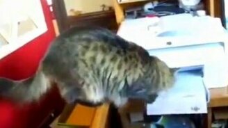 Котяра помогает, как может - смотреть видео (0:41)