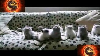 Синхронные котята - смотреть видео (0:31)