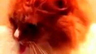 Кот реагирует на скотч - смотреть видео (0:45)