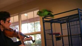 Попугай напал на скрипача - смотреть видео (0:35)