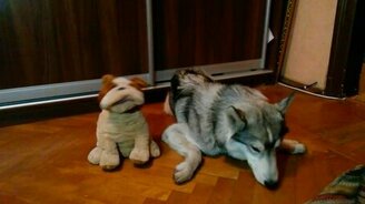 Хаски подпевает Армстронгу - смотреть видео (0:38)