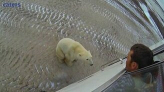 Белый медведь пришёл познакомиться - смотреть видео (1:16)