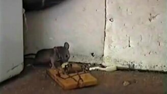 Эстонская мышеловка - смотреть видео (0:31)