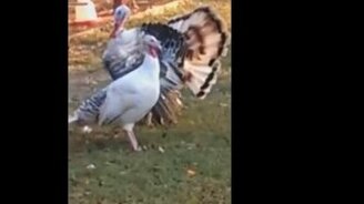 Закружила голову мужику - смотреть видео (1:25)