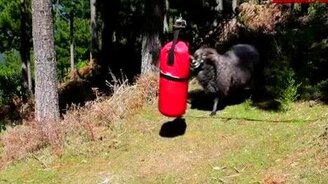 Лучший соперник для барана - смотреть видео (0:27)