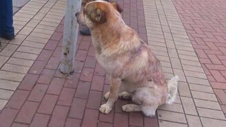 Пешеходы, с которых надо брать пример - смотреть видео (4:08)