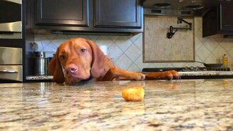 Ведь этот кусочек для меня лежит!? - смотреть видео (2:07)