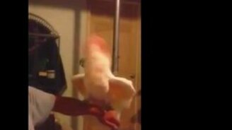 Попугая колбасит - смотреть видео (1:15)