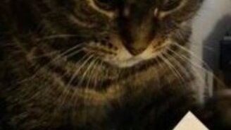 Котяра-бухгалтер - смотреть видео (1:18)