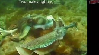 Дэвид Галло - Подводные чудеса - смотреть видео (5:34)