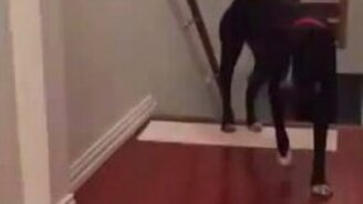 Как пёс преодолевает дверные проёмы - смотреть видео (0:54)