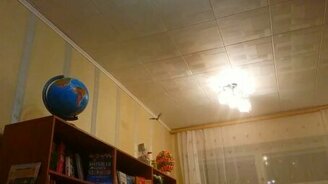 Летучая мышка заглянула в офис - смотреть видео (0:26)