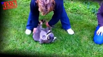 Смешные ролики с енотами - смотреть видео (2:54)