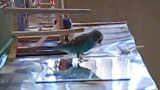 Заводной попугайчик - смотреть видео (1:34)